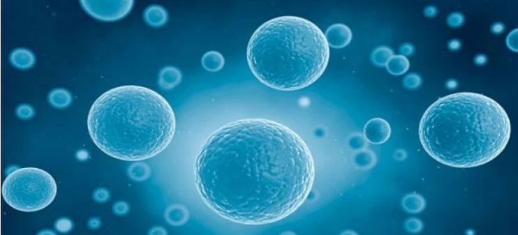 利用Drop-seq單細胞測序技術繪制出復雜動物渦蟲的細胞圖