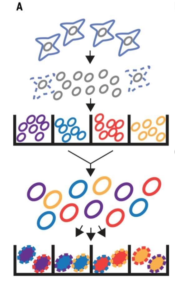 不使用微流控如何實現(xiàn)高通量測序單細(xì)胞基因組？